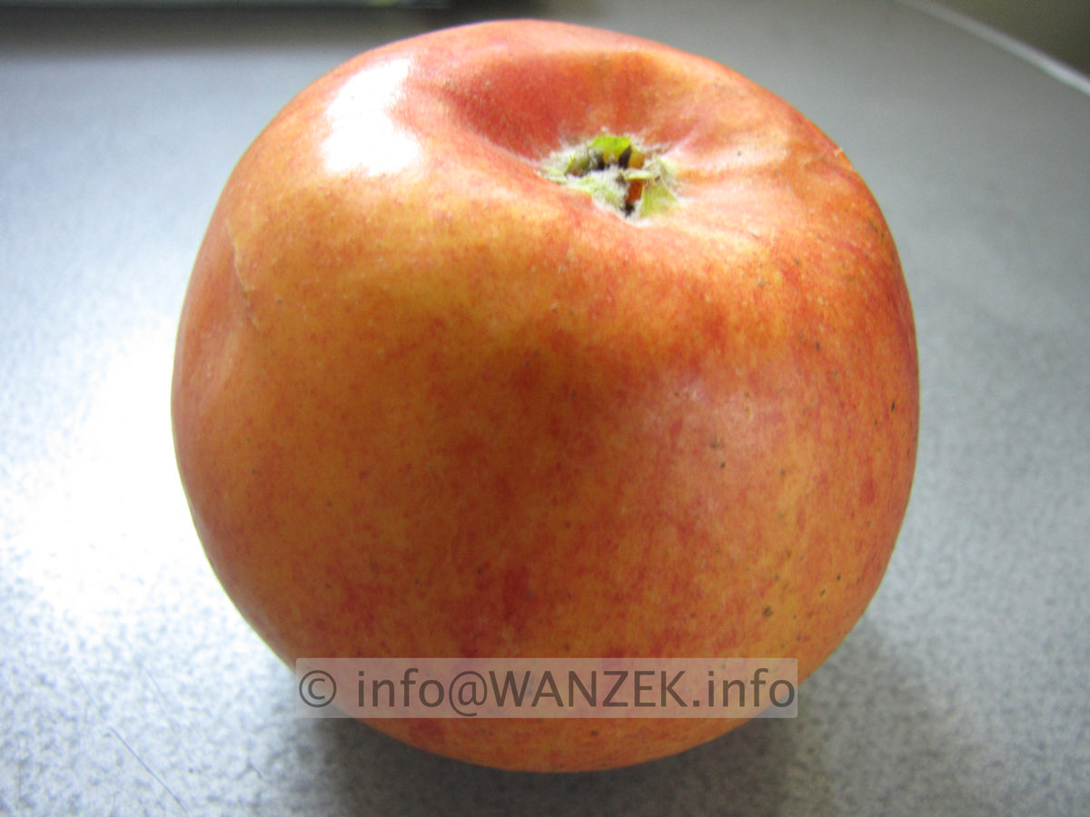 Apfel Alkmene 05.JPG